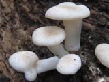 Pleurotus pulmonarius image