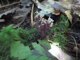 Helminthosphaeria clavariarum image
