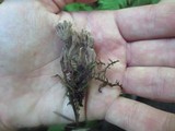 Helminthosphaeria clavariarum image