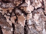 Dendrothele candida image