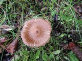 Inocybe asterospora image