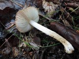 Inocybe asterospora image