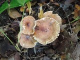 Tricholoma fulvum image
