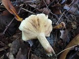 Tricholoma fulvum image