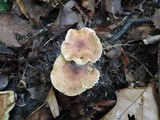 Tricholoma fulvum image