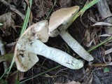 Leccinum duriusculum image
