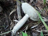 Leccinum duriusculum image