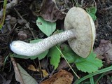 Leccinum duriusculum image