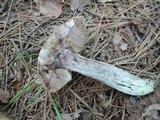 Leccinum duriusculum image
