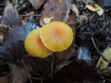 Hygrocybe aurantioviscida image