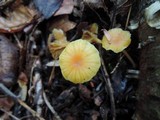 Hygrocybe aurantioviscida image