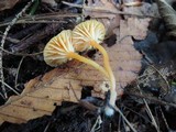 Hygrocybe aurantioviscida image