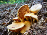 Gymnopilus luteofolius image