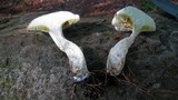 Boletus pallidus image
