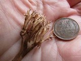 Clavulina coralloides image