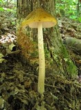 Oudemansiella incognita image