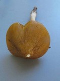 Oudemansiella incognita image