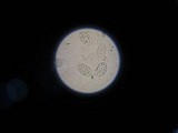 Oudemansiella incognita image