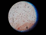 Oudemansiella incognita image