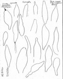 Oudemansiella incognita image