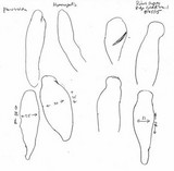 Oudemansiella incognita image