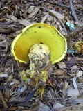 Boletus orovillus image