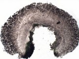 Caloplaca variabilis image
