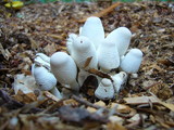 Leucocoprinus cepistipes image