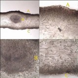 Leptogium schraderi image