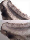 Leptogium schraderi image
