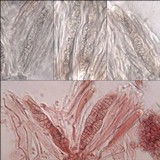 Leptogium schraderi image