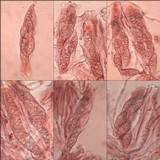 Leptogium schraderi image
