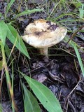 Gyroporus cyanescens image