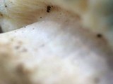 Gyroporus cyanescens image