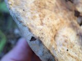 Gyroporus cyanescens image