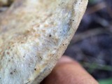 Gyroporus cyanescens image