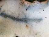Gyroporus cyanescens image