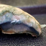 Gyroporus cyanescens image