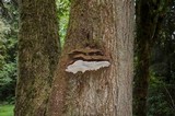 Ganoderma brownii image