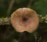 Polyporus leptocephalus image