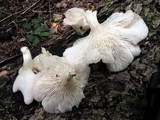 Pleurotus pulmonarius image