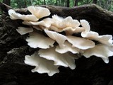 Pleurotus pulmonarius image