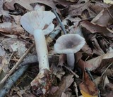 Lactarius cinereus image