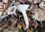 Lactarius cinereus image