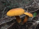Boletus aurantiosplendens image