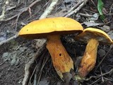 Boletus aurantiosplendens image