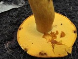 Boletus aurantiosplendens image