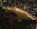Pycnoporellus fulgens image