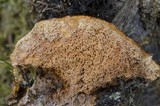 Pycnoporellus fulgens image