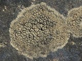 Rinodina oxydata image